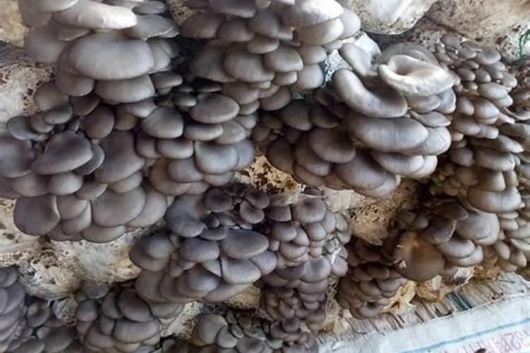 黄腐酸钾拌料栽培食用菌方法