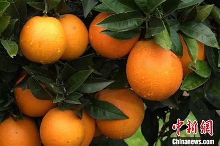 脐橙树缺镁有什么症状和补救措施？