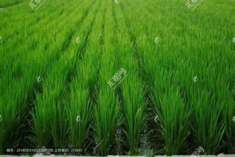 西红柿挂果后施什么肥？