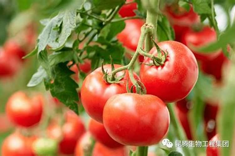 我想问一下,番茄怎么施肥才会有效果啊？