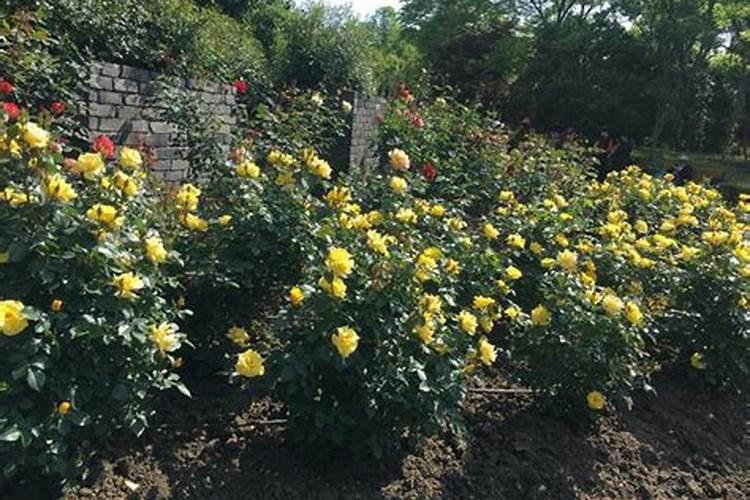 月季花可以用磷酸二氢钾肥吗(盆栽月季施什么肥最好)