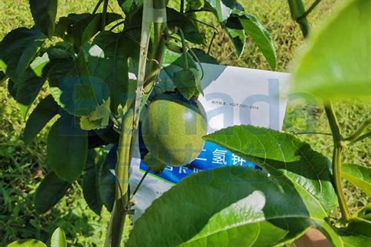 百香果追肥用什么肥料好？百香果用哪种水溶肥能增产？百香果如何施肥？