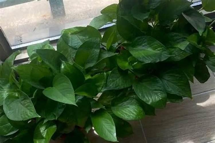 石榴花用什么肥