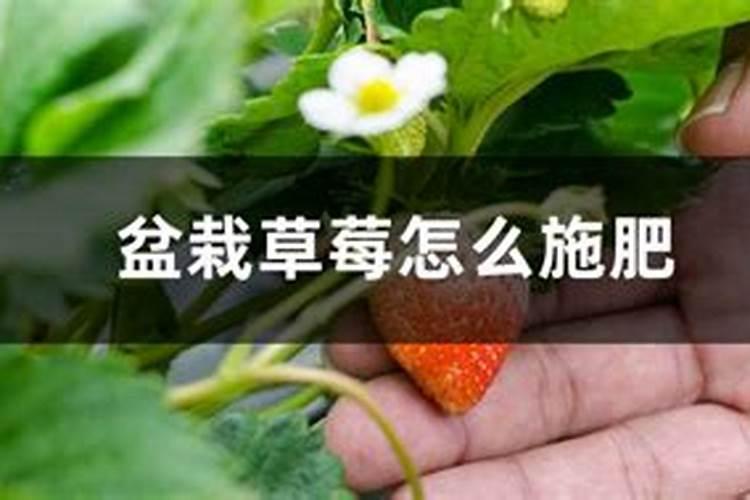 草莓施什么肥料长得又甜又大