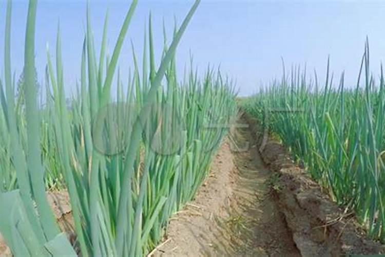 大葱施肥多大的量合适？怎样施肥能让大葱高产