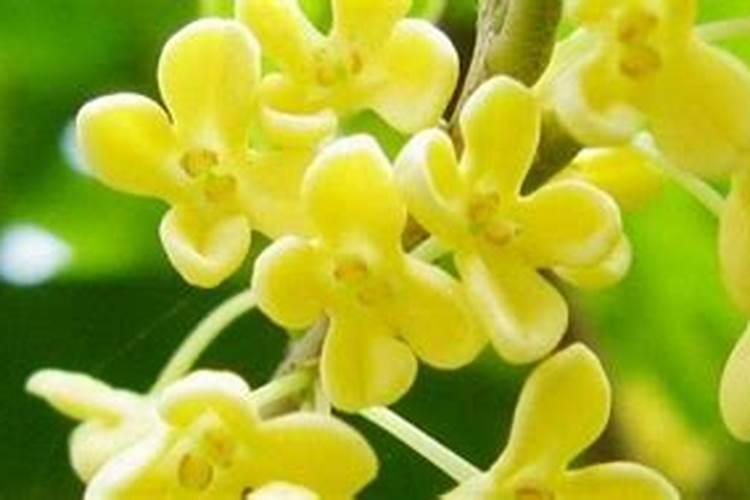 盆栽桂花可以施叶面肥吗