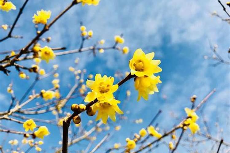 盆栽腊梅花苞期施什么肥
