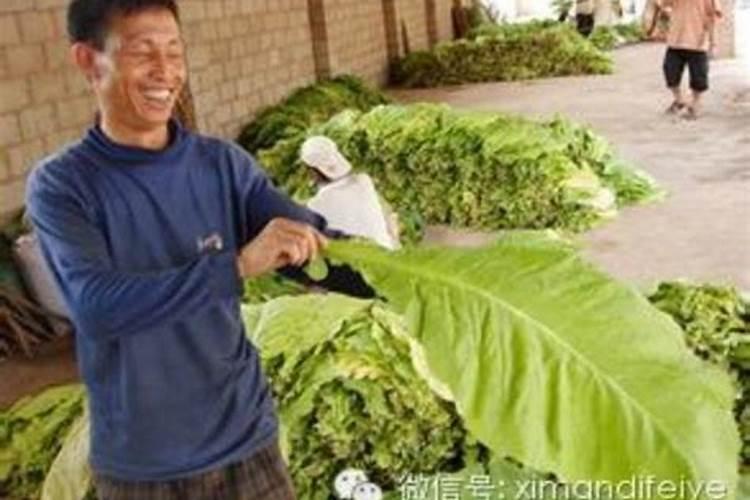 甲霜锰锌用于防治烟草白粉病,是叶面吸收好或是根部吸收好？