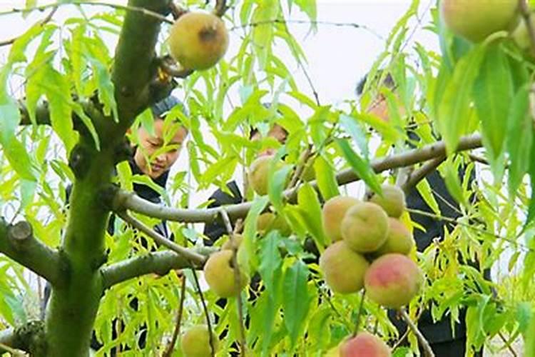 冬桃种植技术