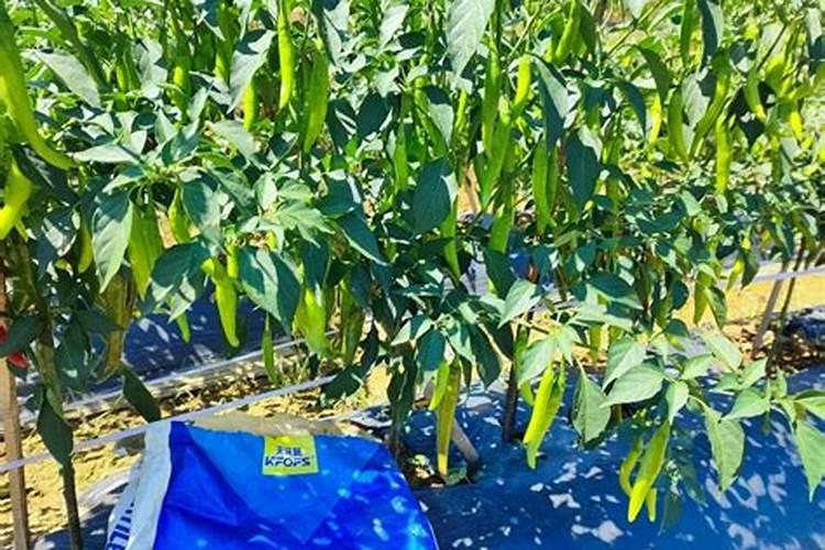 种植朝天椒时,用上哪些管理技巧能有效提高产量？
