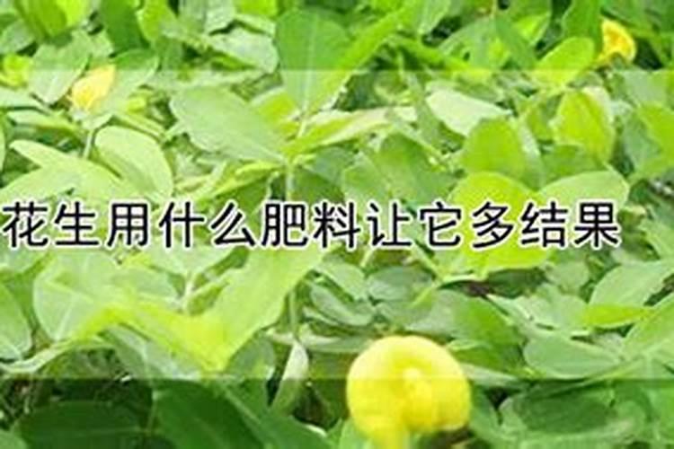 种了好多花生,用点什么肥料能长的更大,结的花生更多一点啊？