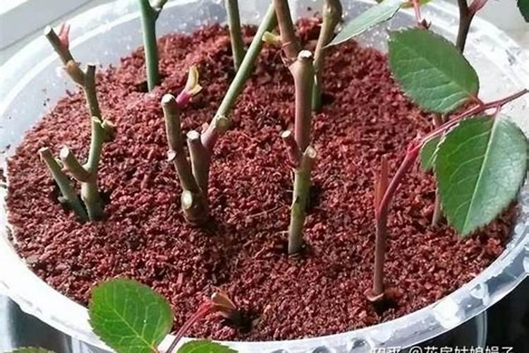 比较好的富硒叶面肥是哪家生产的？