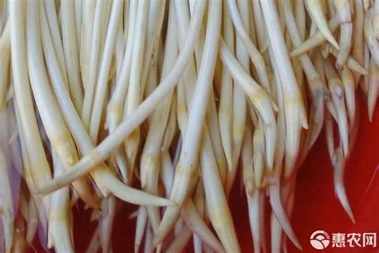 莲藕用什么肥料最好