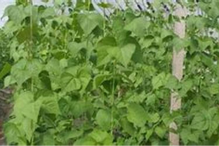 芸豆盛果期只追施三个20的水溶肥可以吗？