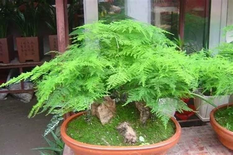 月季花如何追肥