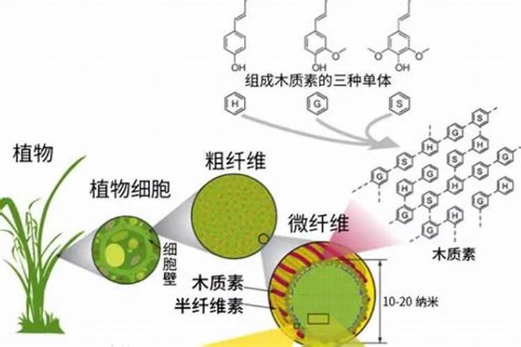 树木长粗用什么肥料？