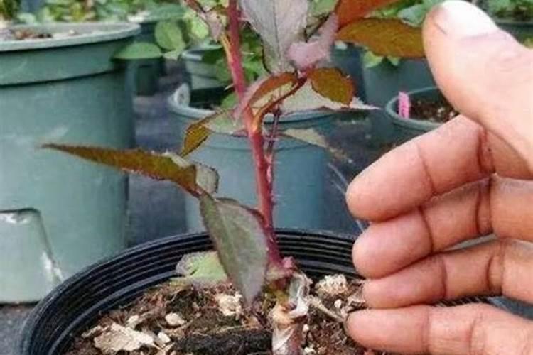 李子高产栽培管理 李子怎么种植比较好
