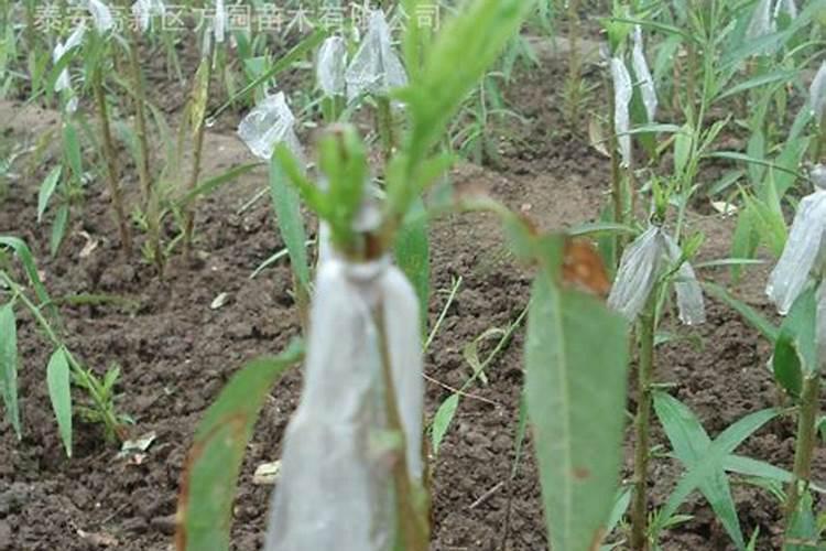 杜鹃花嫁接成活后该不该施肥？