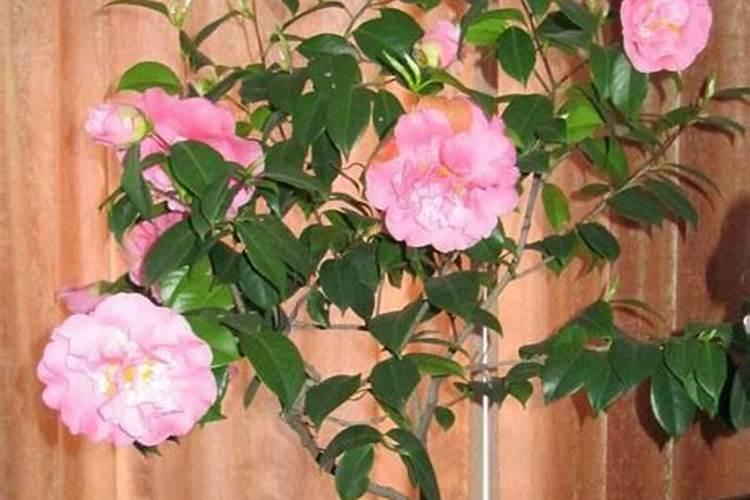茶花土壤如何配