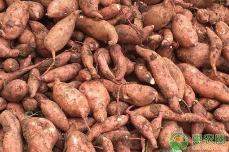 请教一下,地瓜种植施肥技巧和管理方法？
