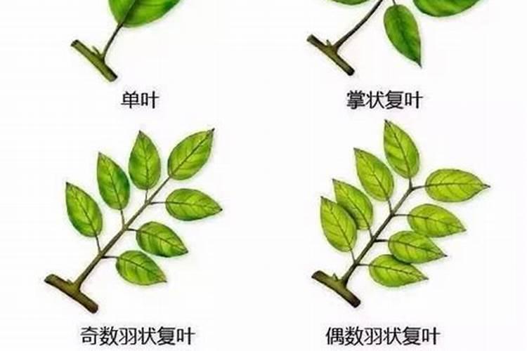 西红柿花期能喷施叶面肥吗