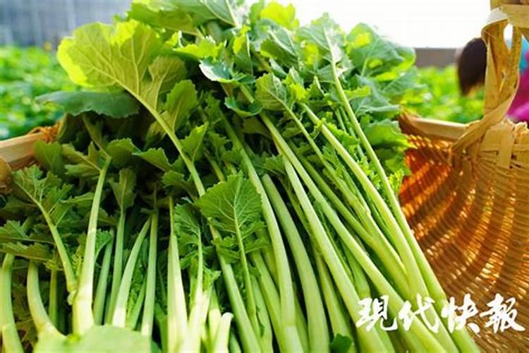 玉米苗发红发紫怎么办