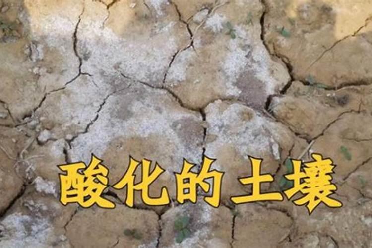 薄荷需要哪些肥料