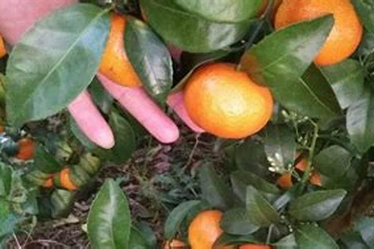 莴笋再次成为关注对象!医生发现:吃莴笋时,千万多留意这4点