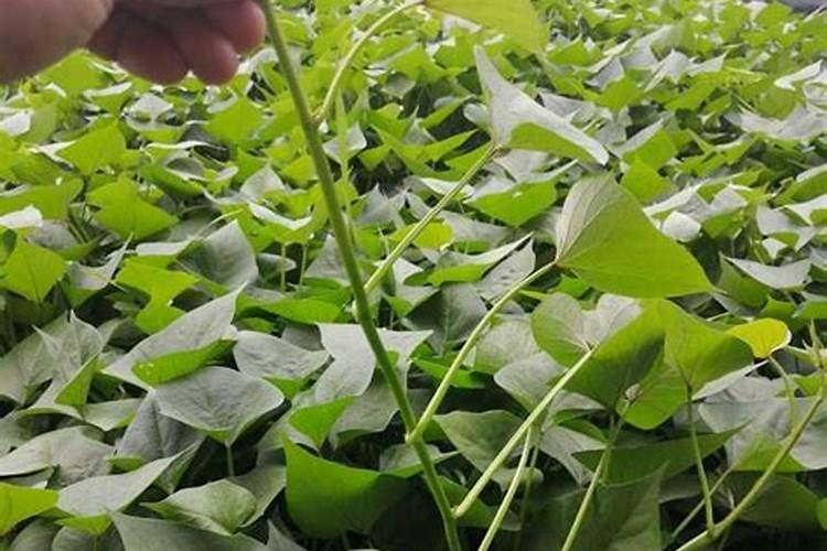 芸苔素内酯在荔枝上的应用间隔期多久？