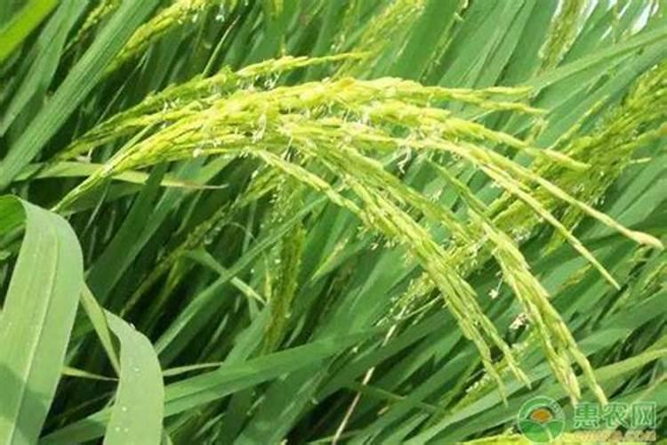 水稻钾肥什么时候施