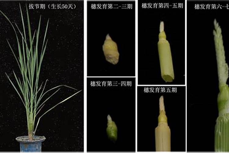 水稻的磷素营养与生长发育有哪些联系？