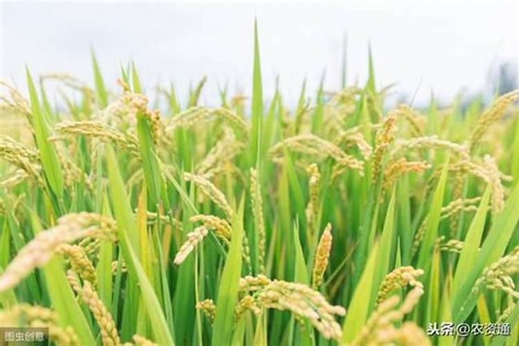 农村种植水稻,磷肥对水稻有多大的作用？