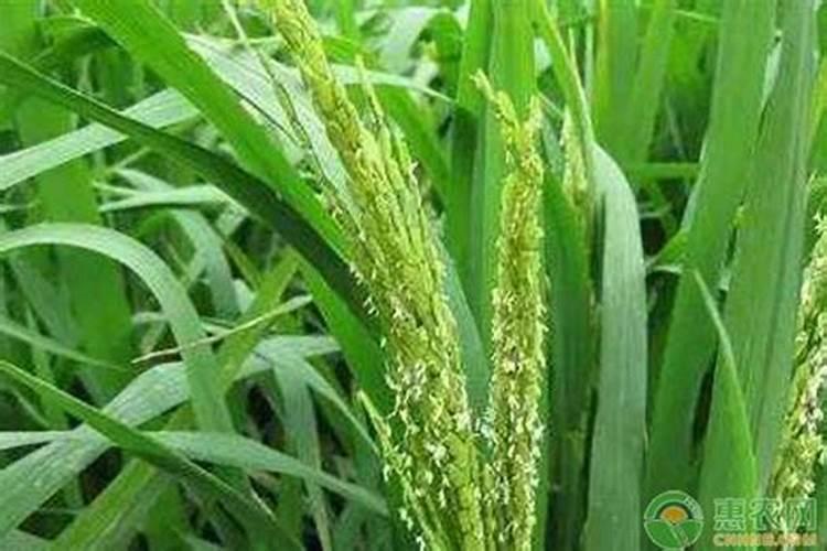 水稻穗肥什么时间施肥最合适？