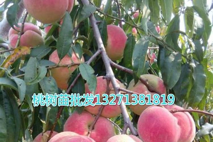 果树上什么肥料最好 果树专用肥有哪几种