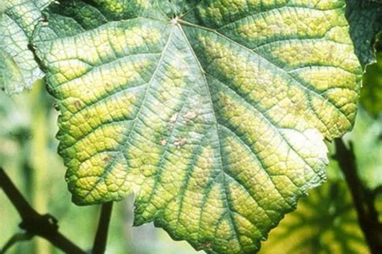 烤烟种植技术与方法