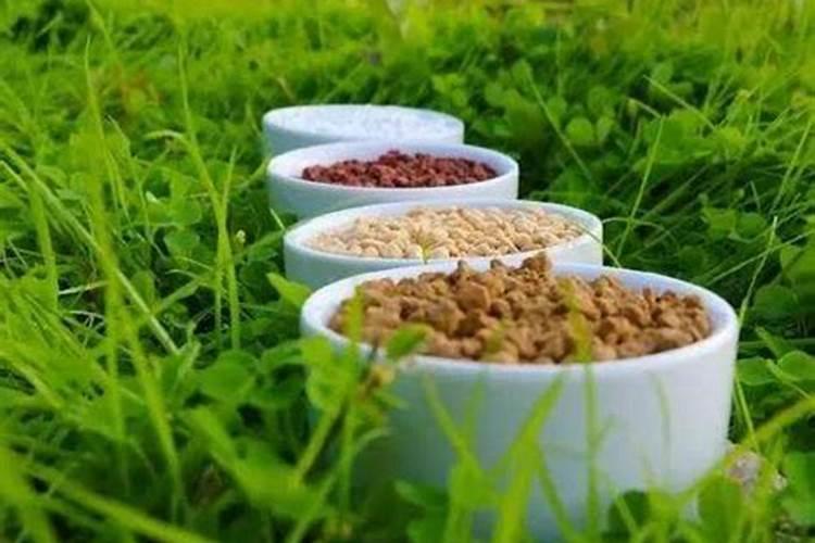 什么植物用来做肥料可以代替氮肥