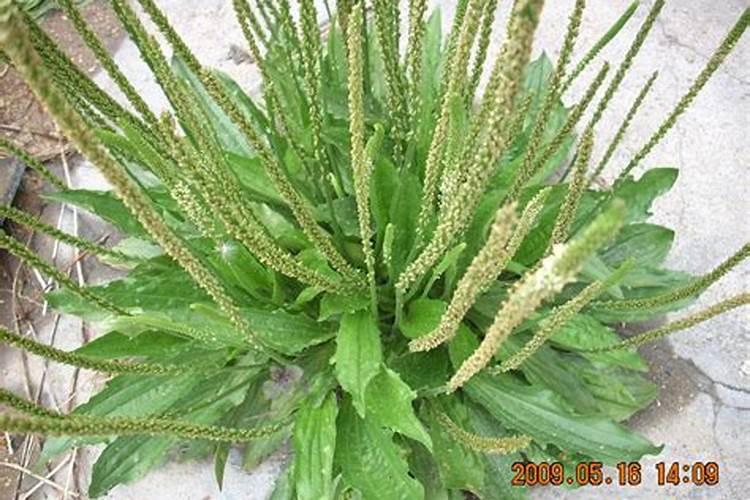 鱼腥草是什么？是折耳根吗？