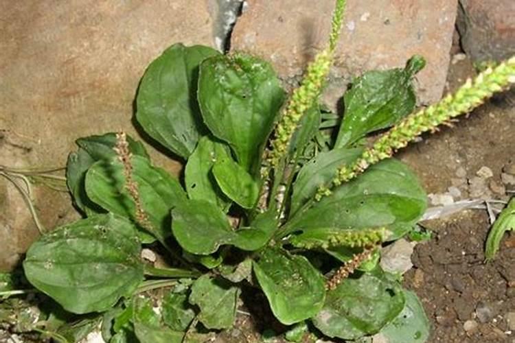 车前草种植方法和注意事项