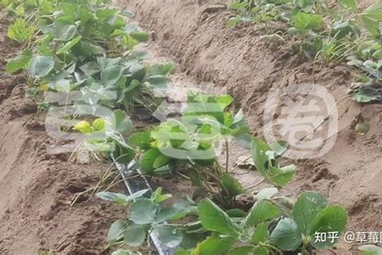 辣椒正确使用磷酸二氢钾