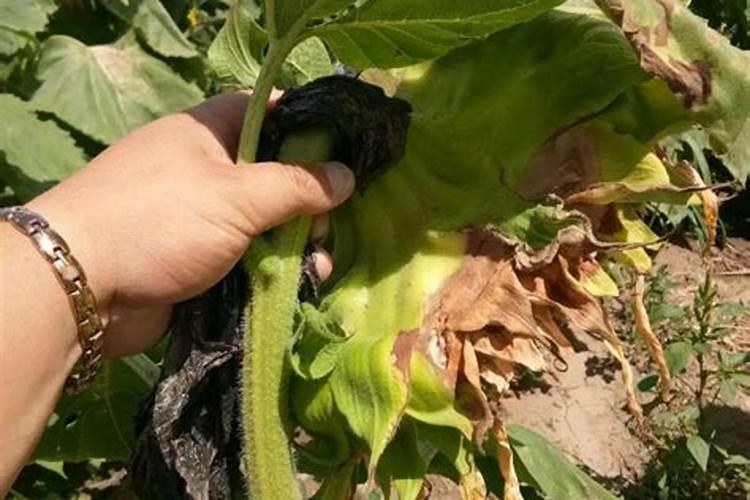 草莓苗子烂根子？