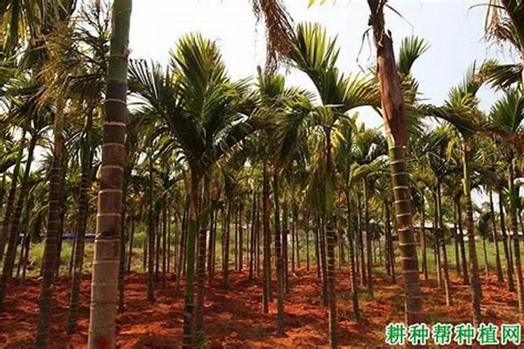 槟榔追肥方法时间 槟榔怎么施肥
