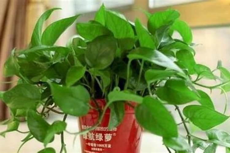 绿萝施什么肥料长得好,叶子更绿？