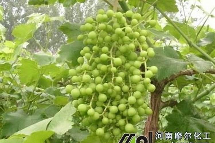 云南建水葡萄,用什么水溶肥好？