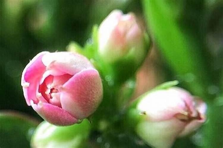 长寿花打骨朵了怎么养护(打花苞的长寿花如何浇水与施肥)