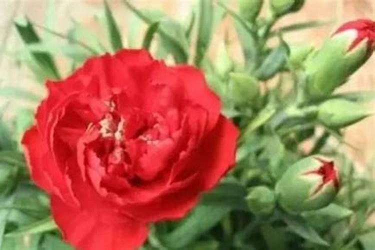 长寿花打骨朵了怎么养护