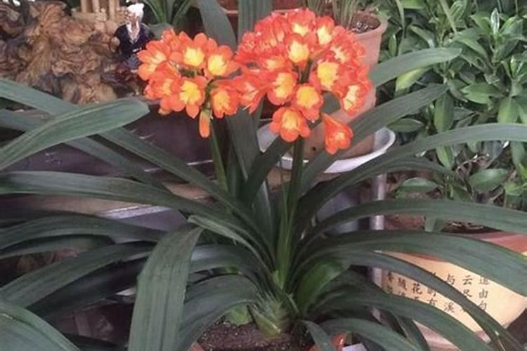 君子兰要在什么季节施肥？