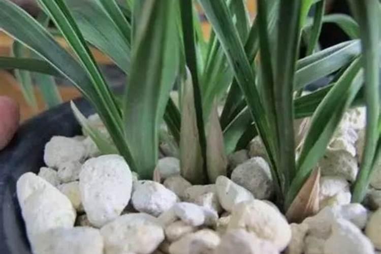 为什么夏天种植辣椒要补硼？硼有什么用？