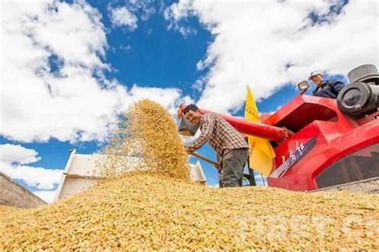 葡萄栽培在膨大着色期,应如何管理获得高产和好品质？