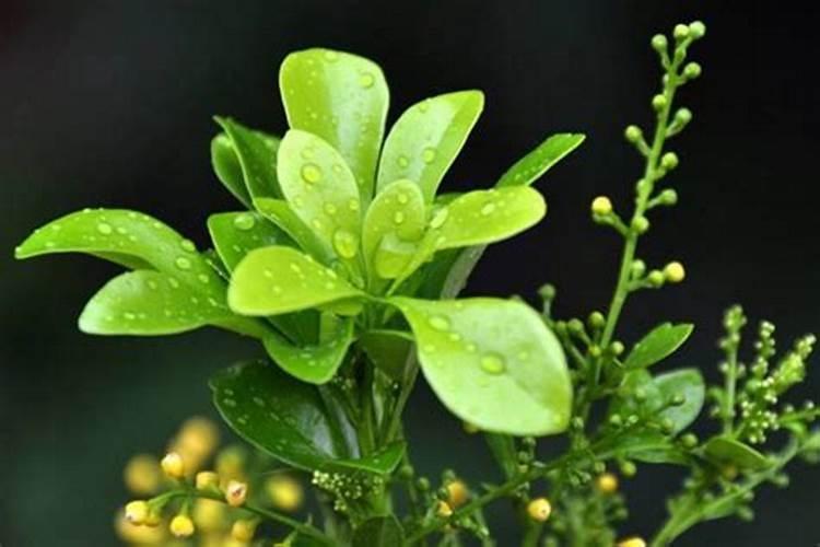 米兰花掉叶子怎么办？
