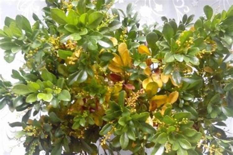 米兰掉叶子怎样才能恢复枝繁叶茂
